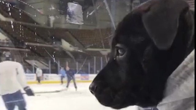 A pit bull pup takes the ice as newest member of Wisconsin hockey team