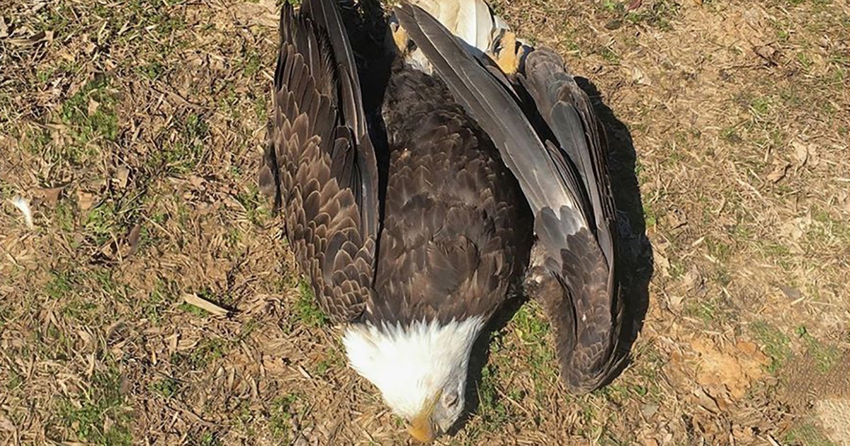 Texas farmer admits killing bald eagle after spreading fields with ...