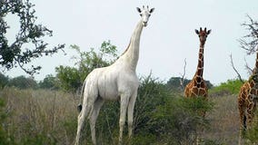 2 rare white giraffes killed by poachers, Kenyan officials say