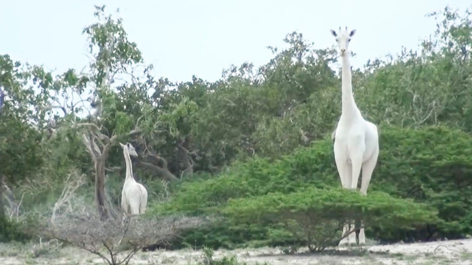 white-giraffe-3.jpg