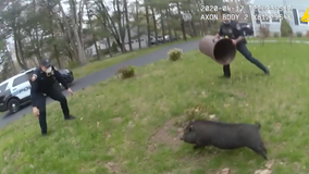 Pig leads police officers on 45-minute pursuit before capture