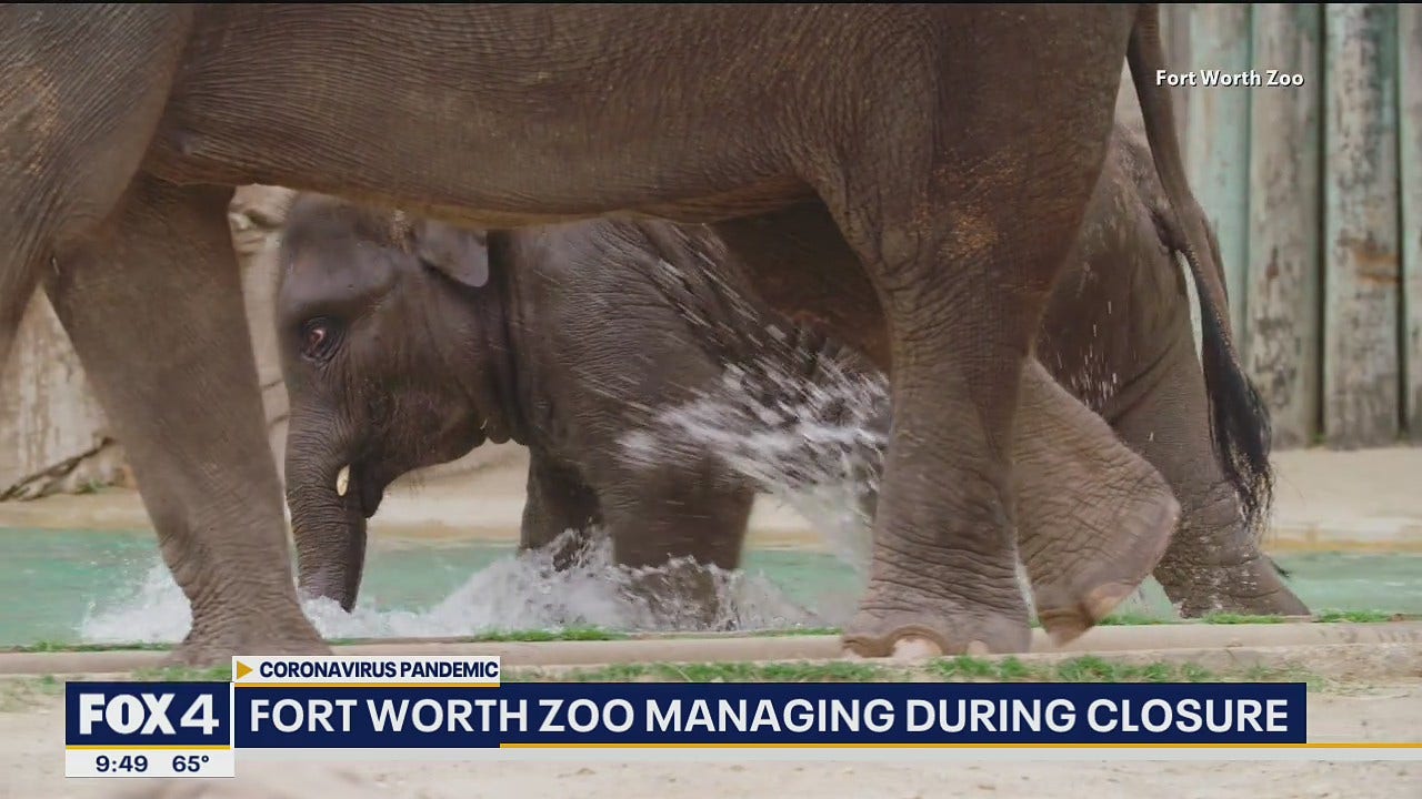 Fort Worth Zoo still caring for animals, preparing to reopen for guests