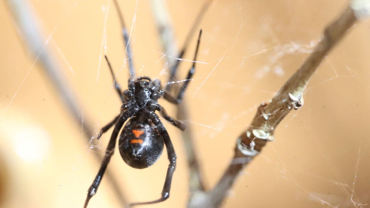 Black Widow Spiders  National Geographic
