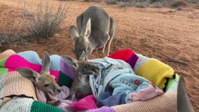 Adult kangaroos greet orphaned babies at Australian animal sanctuary