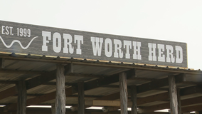 Fort Worth Herd Experience opening with social distancing practices in place