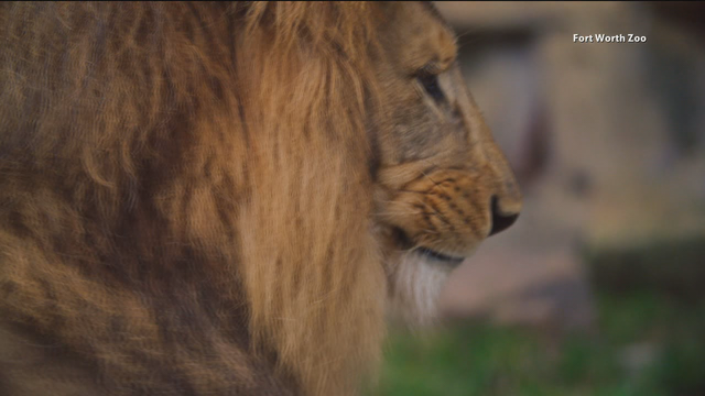 Dallas, Fort Worth zoos reopened Friday, along with many local water parks