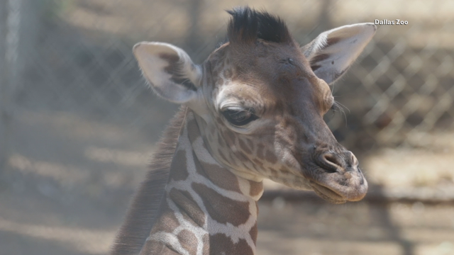 New baby giraffe born at the Dallas Zoo