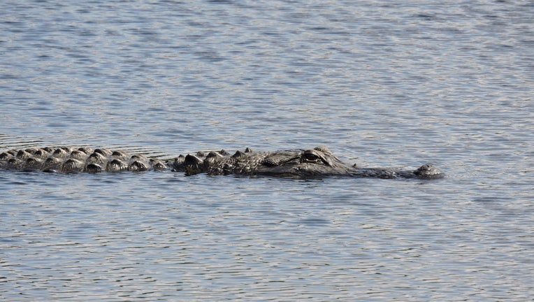 fwc alligator file