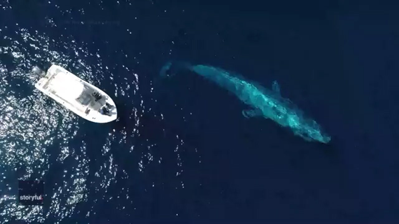 Stunning Drone Video Captures Massive Blue Whale Swimming Near Boat