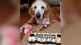 Tennessee golden retriever celebrates record-breaking 20th birthday with cake and family