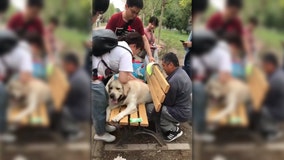 Retired police dog rescued after getting stuck in park bench