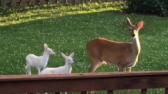 Missouri woman catches 2 rare ‘ghost deer’ on camera