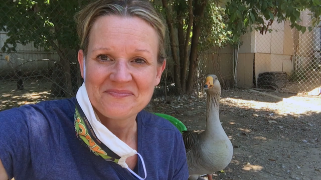 Honk the Goose gets a new home at bird sanctuary