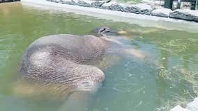 'Colonel' the elephant takes a nap in pool at Texas zoo