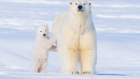 Researchers say greenhouse gas emissions are helping push polar bears toward extinction by 2100