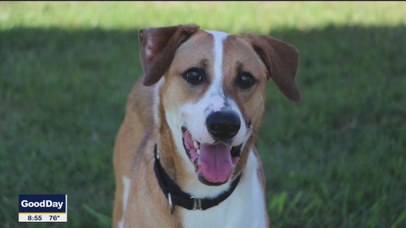 Dog of the Day: Ollie