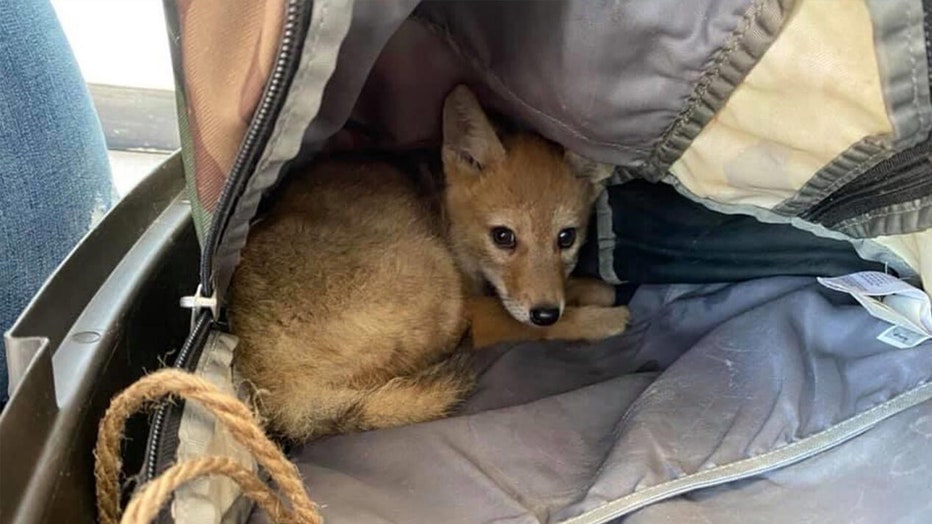 coyote-pup-rescued-2.jpg