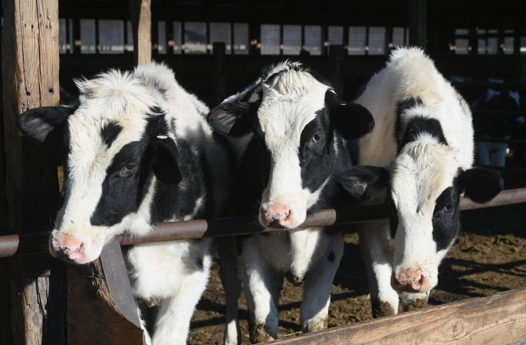 Texas votes to exempt animal feed from personal property tax