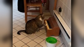 Tabby cat plays piano to tell owners he's hungry