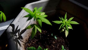 Marijuana use during pregnancy linked to greater risk of autism in children, study says