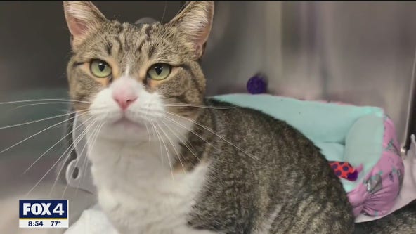 Pet of the Day: Maple