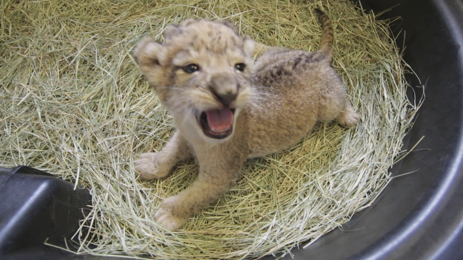 Triplet African lion cubs born at the Dallas Zoo