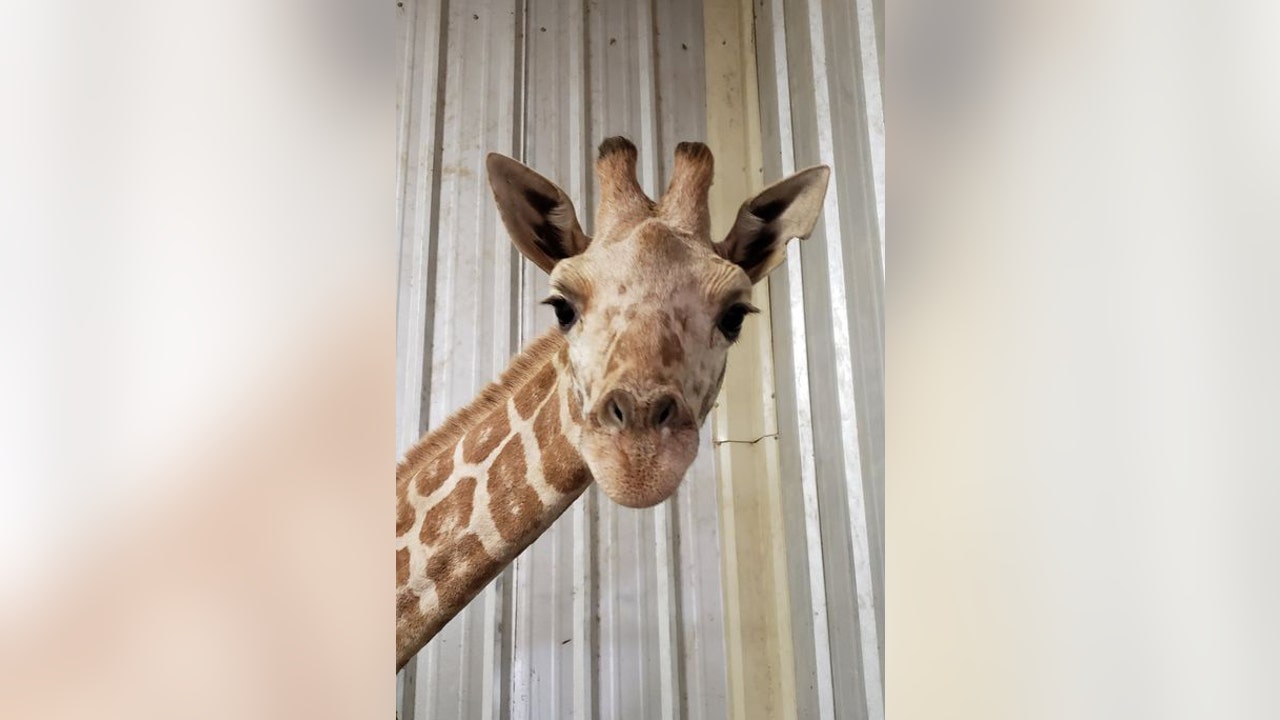 Azizi, April the Giraffe's youngest calf, dies at Texas zoo FOX 4(01)