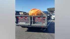 Minnesota man grows largest pumpkin in North America, 2,350 lbs