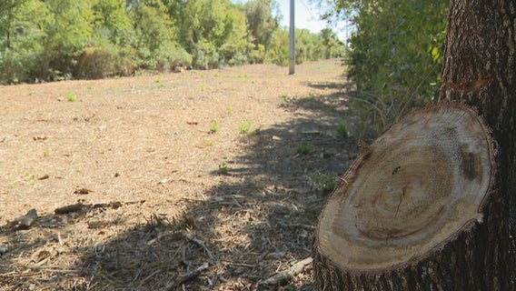 Oncor clear-cuts three acres at White Rock Lake without city approval