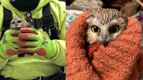 Owl found in Rockefeller Christmas tree has been set free