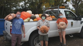 Dallas Arboretum’s leftover pumpkins heading to Dallas Zoo