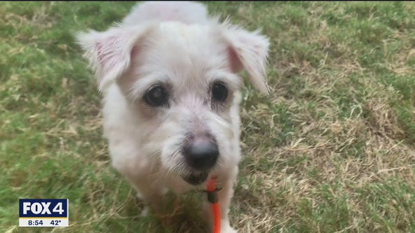 Dog of the Day: Carmel