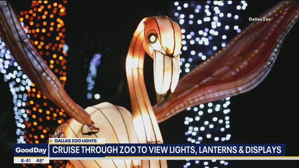 Dallas Zoo hosts drive-thru holiday lights experience