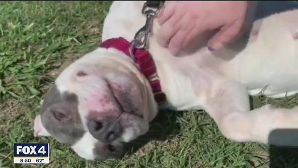 Dog of the Day: Fenchie