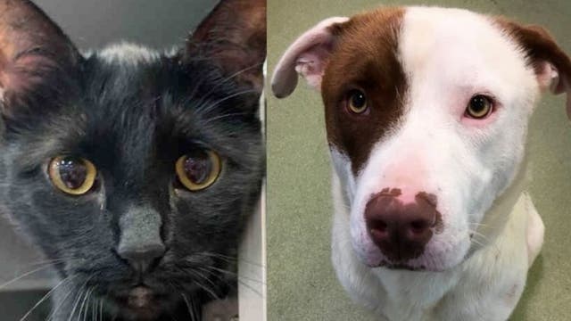 Dallas Animal Services hopes Home to Home helps pets avoid shelter