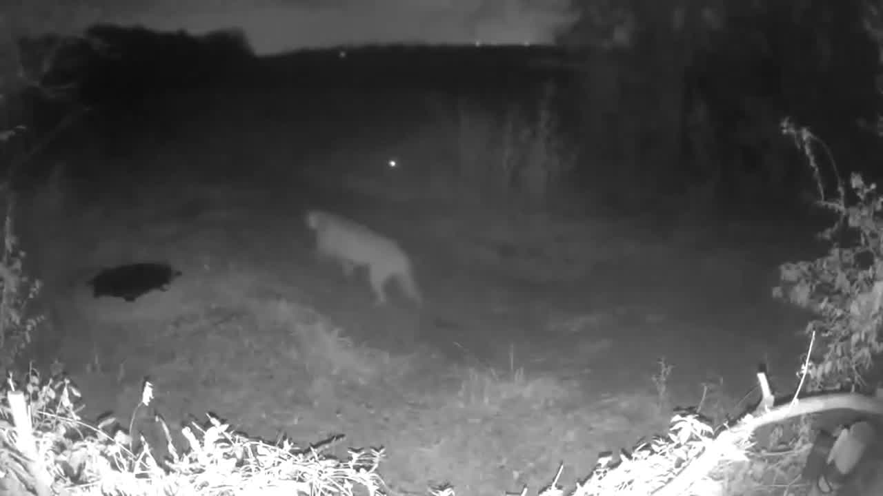 VIDEO: Mountain Lion Caught On Camera Near Rowlett In Rare Sighting