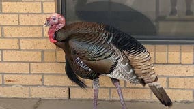 Man charged with killing beloved turkey in Argyle