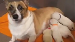 Momma corgi adopts 4 orphaned lab puppies