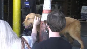 20 golden retrievers flown to Florida after being saved from slaughter, meat markets in China