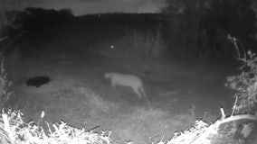 Mountain lion caught on camera near Rowlett in rare sighting