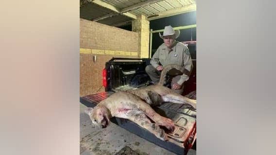 Mountain lion killed in Hunt County is likely same animal spotted across North Texas
