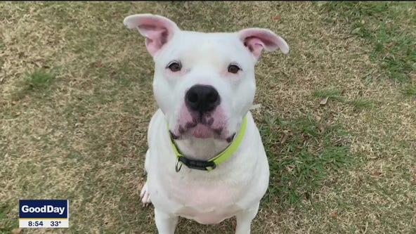 Dog of the Day: Aries