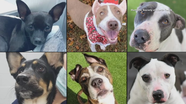 500+ animals up for adoption this weekend in Fort Worth