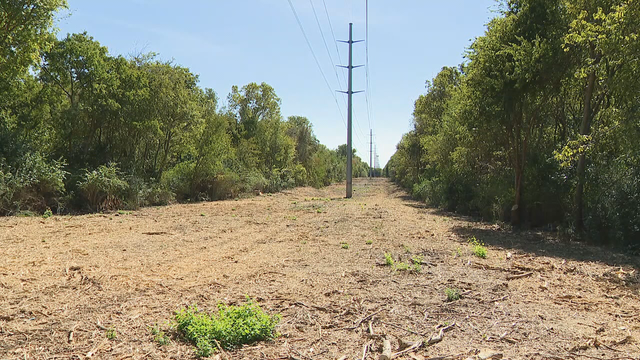 Changes made after numerous trees at White Rock Lake chopped down