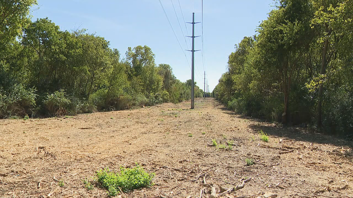 Changes made after numerous trees at White Rock Lake chopped down - Vimarsana News