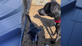 Dogs owned by longtime Plano crossing guard who recently died from COVID-19 up for adoption