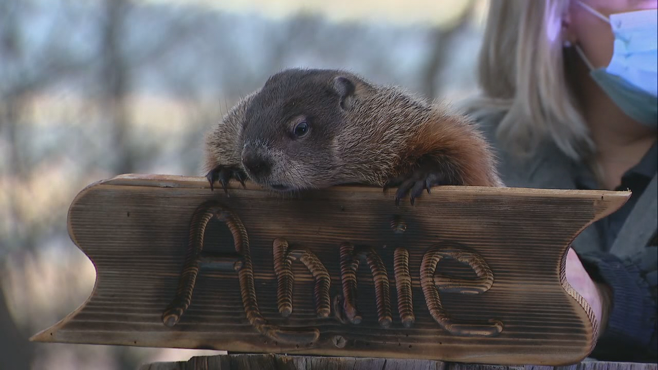 Dallas Arboretum's groundhog predicts 6 more weeks of winter in North Texas
