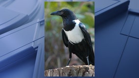 Dallas Zoo seeks public's help to find one of its birds