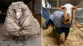 Rescuers save abandoned sheep, shave off 78 pounds of matted wool