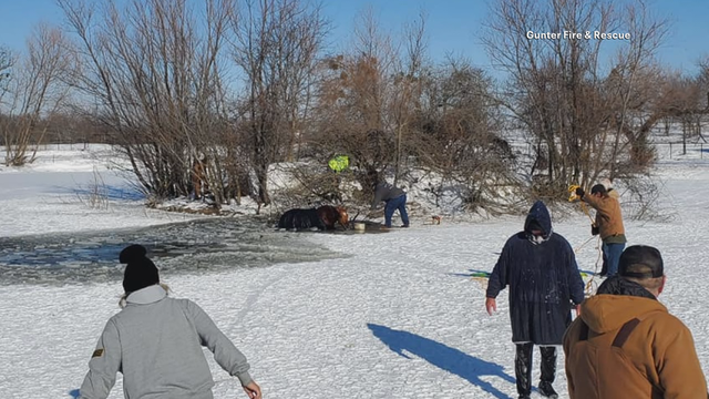 Volunteer firefighters rescue horses from icy Grayson County pond